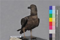 Bulwer's Petrel Collection Image, Figure 4, Total 8 Figures